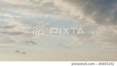 birds flying in the sky with warm evening light 80805202