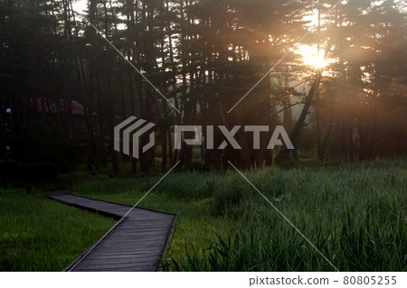 朝陽照耀黑藏沼澤 朝陽照耀黑藏沼澤 80805255