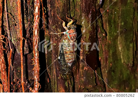 日暮 日暮 80805262