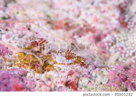 A lot of eggs ♪♪♪ A pair of blue glaucus ... Part ⑨ A lot of eggs ♪♪♪ A pair of blue glaucus ... Part ⑨ 80805282