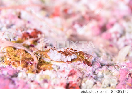 很多雞蛋♪♪♪ 一對藍色的白花... ⑪ 部分 80805352