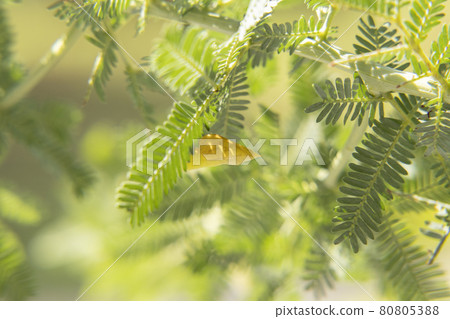 Discovery of the garden Mimosa tree pupa Monkicho pupa Feel the season 80805388