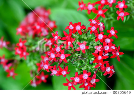 五硫化二磷 80805649