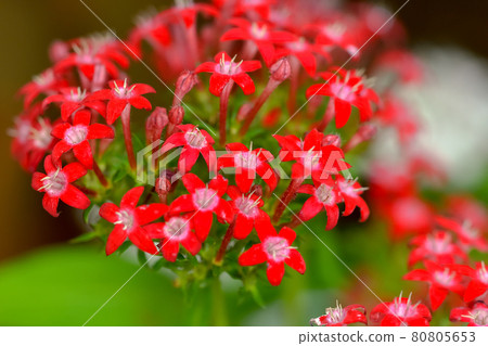 Pentas Pentas 80805653