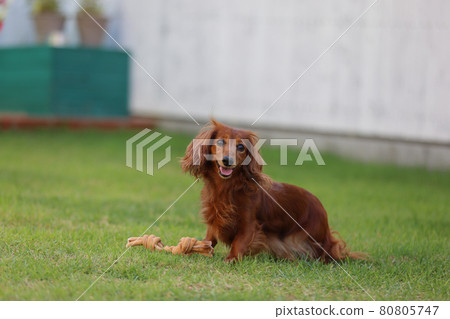 達克斯獵犬在花園裡玩耍 80805747