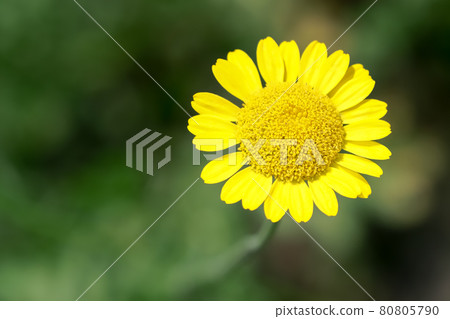 Dyers chamomile Dyers chamomile 80805790