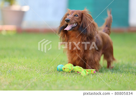 Dachshund playing in the garden Dachshund playing in the garden 80805834