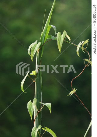 Yam vine with reed leaves Yam vine with reed leaves 80806114
