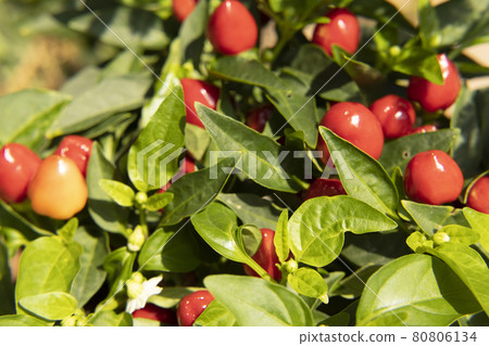 花園欣賞紅辣椒紅辣椒 花園欣賞紅辣椒紅辣椒 80806134
