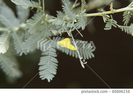 Discovery of the garden Mimosa tree pupa Monkicho pupa Feel the season Discovery of the garden Mimosa tree pupa Monkicho pupa Feel the season 80806238