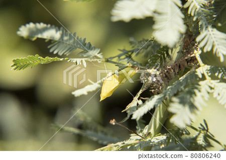 Discovery of the garden Mimosa tree pupa Monkicho pupa Feel the season Discovery of the garden Mimosa tree pupa Monkicho pupa Feel the season 80806240