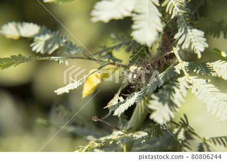 Discovery of the garden Mimosa tree pupa Monkicho pupa Feel the season Discovery of the garden Mimosa tree pupa Monkicho pupa Feel the season 80806244