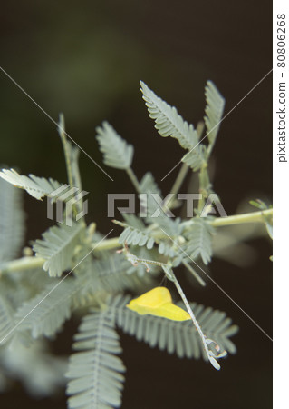 Discovery of the garden Mimosa tree pupa Monkicho pupa Feel the season 80806268