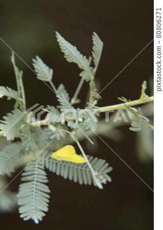 Discovery of the garden Mimosa tree pupa Monkicho pupa Feel the season 80806271