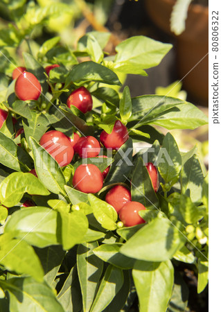 Pepper for garden appreciation Red fruit Growing up vigorously Power 80806322