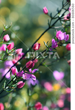 Backlit pink flowers and buds of Australian native Boronia ledifolia, family Rutaceae. Growing in Sydney woodland, NSW, Australia. Known as the Showy, Sydney or Ledum Boronia. Flowers winter to spring Backlit pink flowers and buds of Australian native Boronia ledifolia, family Rutaceae. Growing in Sydney woodland, NSW, Australia. Known as the Showy, Sydney or Ledum Boronia. Flowers winter to spring 80806560