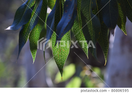 Back lit leaves of the Australian native Protea, the Woody Pear, Xylomelum pyriforme, showing prominent venation pattern. Growing in Sydney woodland, NSW, Australia Back lit leaves of the Australian native Protea, the Woody Pear, Xylomelum pyriforme, showing prominent venation pattern. Growing in Sydney woodland, NSW, Australia 80806595