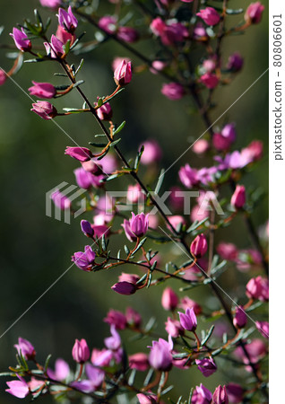 Backlit pink flowers and buds of Australian native Boronia ledifolia, family Rutaceae. Growing in Sydney woodland, NSW, Australia. Known as the Showy, Sydney or Ledum Boronia. Flowers winter to spring Backlit pink flowers and buds of Australian native Boronia ledifolia, family Rutaceae. Growing in Sydney woodland, NSW, Australia. Known as the Showy, Sydney or Ledum Boronia. Flowers winter to spring 80806601
