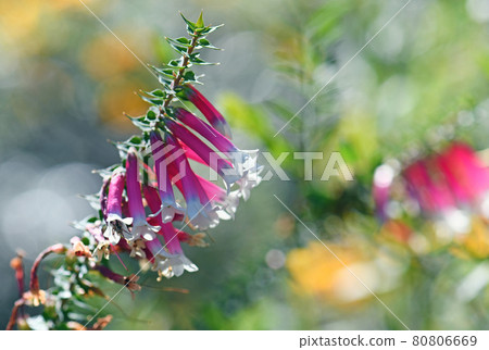 Australian wildflower background of back lit pink, red and white bell-shaped flowers of the Australian Fuchsia Heath, Epacris longiflora, family Ericaceae, growing in Sydney woodland understory, NSW. Australian wildflower background of back lit pink, red and white bell-shaped flowers of the Australian Fuchsia Heath, Epacris longiflora, family Ericaceae, growing in Sydney woodland understory, NSW. 80806669