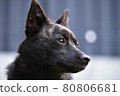 狗狗 80806681
