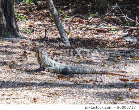 Spiny-tailed Iguana (Tulum, Mexico) 80806718