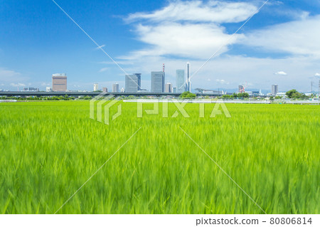 “埼玉縣”水沼稻田夏天 80806814