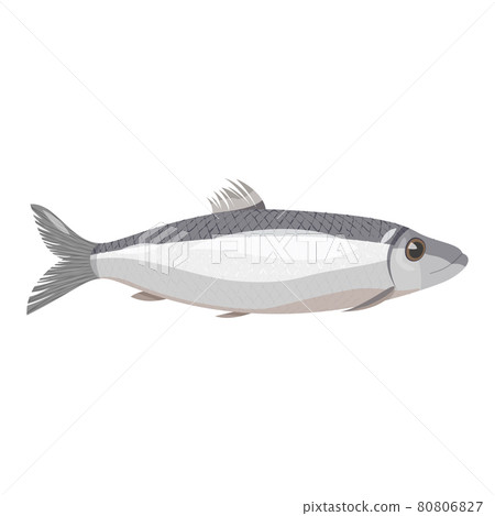 Vector image of an natural looking grey herring. Sea fish isolated on white background. Vector image of an natural looking grey herring. Sea fish isolated on white background. 80806827