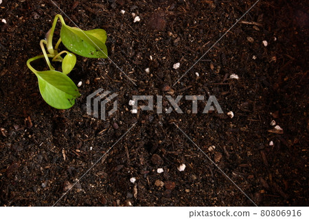 Soil plant sprout Soil plant sprout 80806916