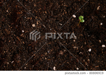 Soil plant sprout 80806919