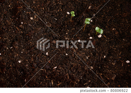 Soil plant sprout Soil plant sprout 80806922