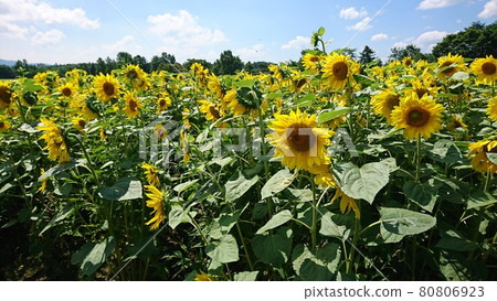 Summer, sky, sunflowers Summer, sky, sunflowers 80806923