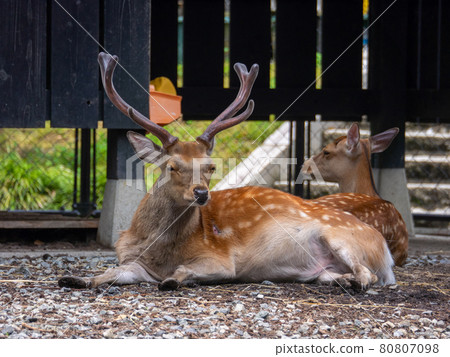 Relaxing sika deer (Kaen, Yahiko Shrine, Niigata Prefecture) 80807098