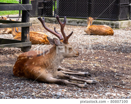 放鬆的梅花鹿(新潟縣彌彥神社花園) 放鬆的梅花鹿(新潟縣彌彥神社花園) 80807100