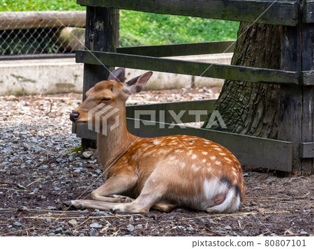 放鬆的梅花鹿（新潟縣彌彥神社花園） 80807101