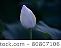蓮花 80807106