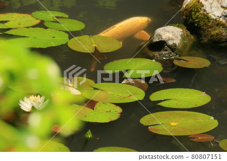 Gracefully with carp and water lily flowers swimming in the pond Gracefully with carp and water lily flowers swimming in the pond 80807151