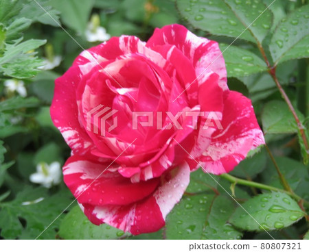 玫瑰多愁善感 80807321