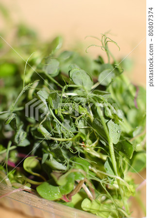 Sprouted seeds closu up, focus on front sprouts. healthy eating, super food. Sprouted seeds closu up, focus on front sprouts. healthy eating, super food. 80807374
