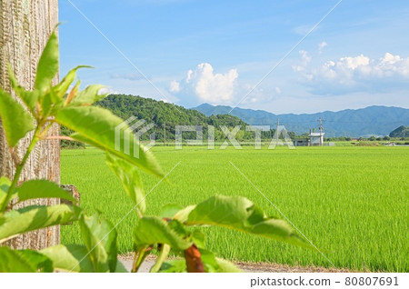 View of rice fields in the countryside in summer View of rice fields in the countryside in summer 80807691