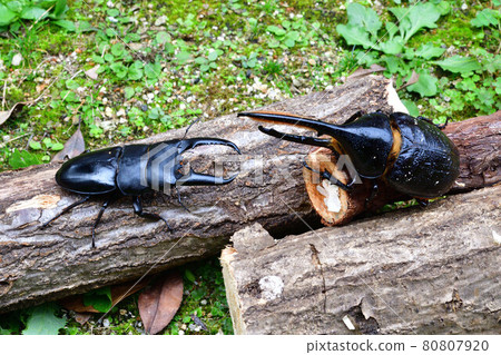 Stag beetle x beetle 80807920