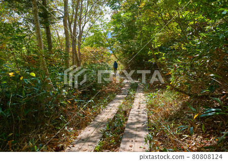 秋天尾瀨岩清水附近的山路 秋天尾瀨岩清水附近的山路 80808124