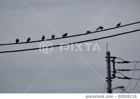 Sparrow filling the wire 80808218