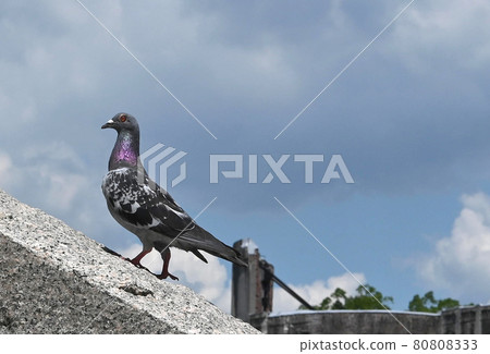 Pigeons 80808333