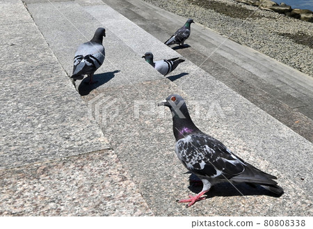 A group of pigeons 80808338