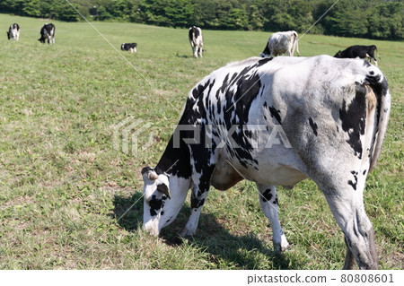 Cattle in grazing Cattle in grazing 80808601