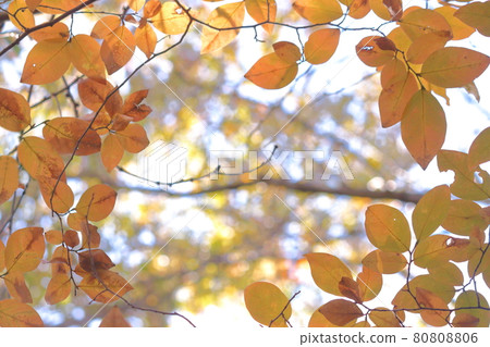Autumn leaves of Noyama 80808806