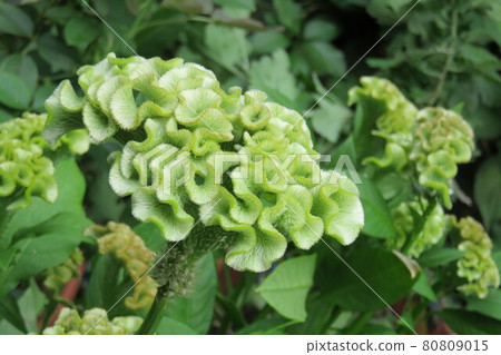 綠色雞冠花 綠色雞冠花 80809015