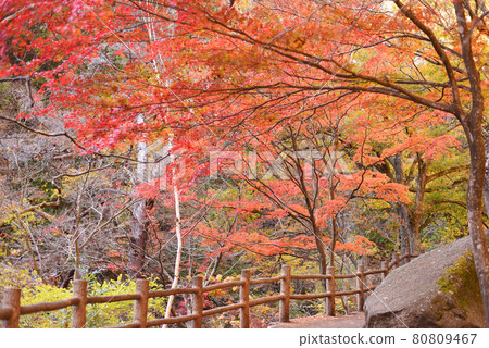 Shosenkyo楓樹走廊 80809467