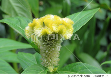 Yellow Cockroach Flower 80809496