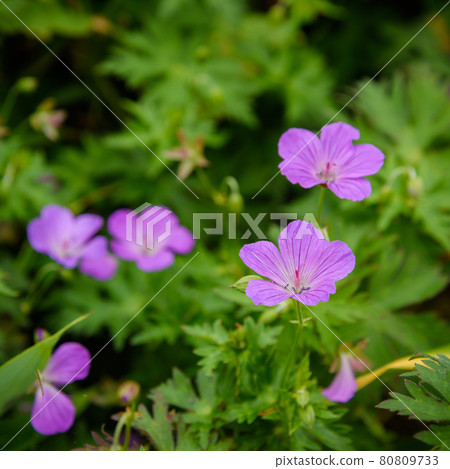 高山植物 白山風呂 谷川山 照片素材 圖片 圖庫 高山植物 白山風呂 谷川山 照片素材 圖片 圖庫